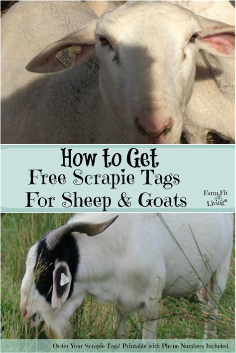 scrapie tags for sheep